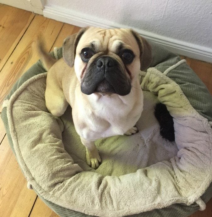 Frenchie and best sale pug
