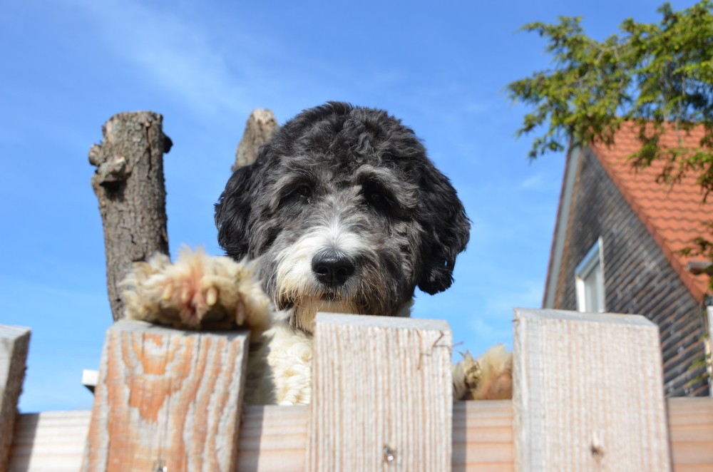 Boodle poodle mix on fence