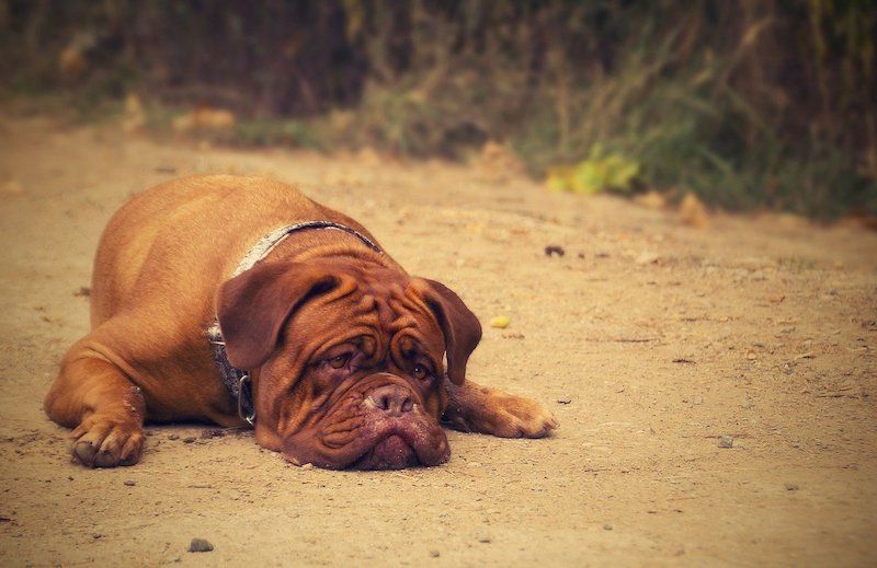 Bordeaux Pitbull mixed breed dog