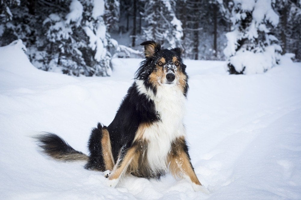 Border Collie & Husky Mix: Dog Breed Info: Pictures, Facts | Hepper