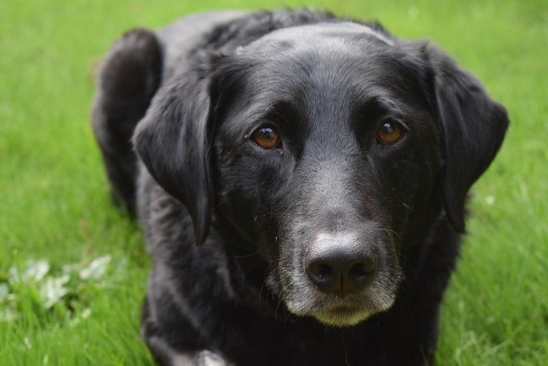 Borador (Border Collie Lab Info, Facts, Traits Hepper