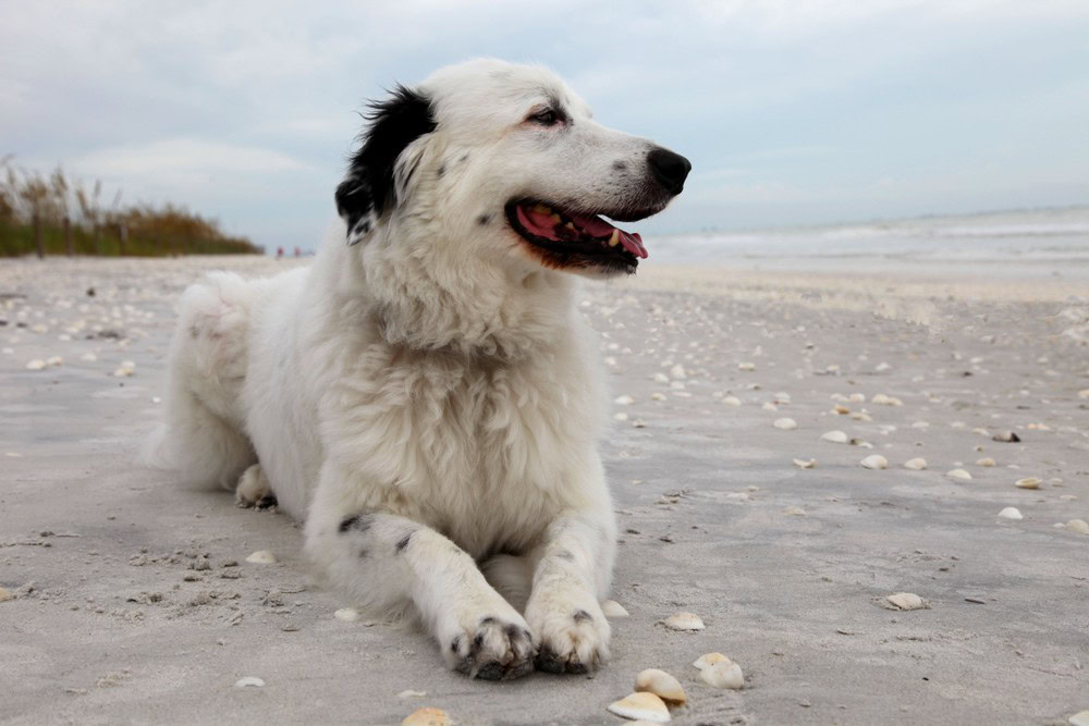 Border Collie Pyrenees on beach