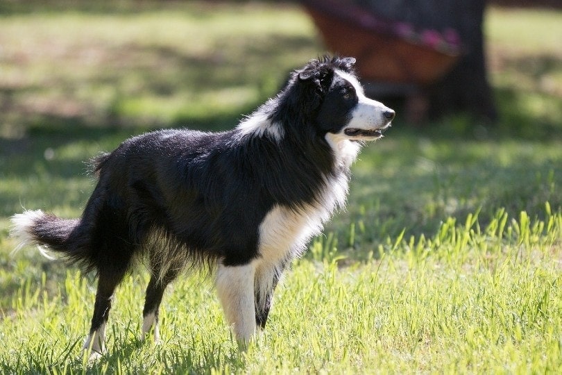 Border Collie Appearance: Coat, Colors & Ears - Showsight