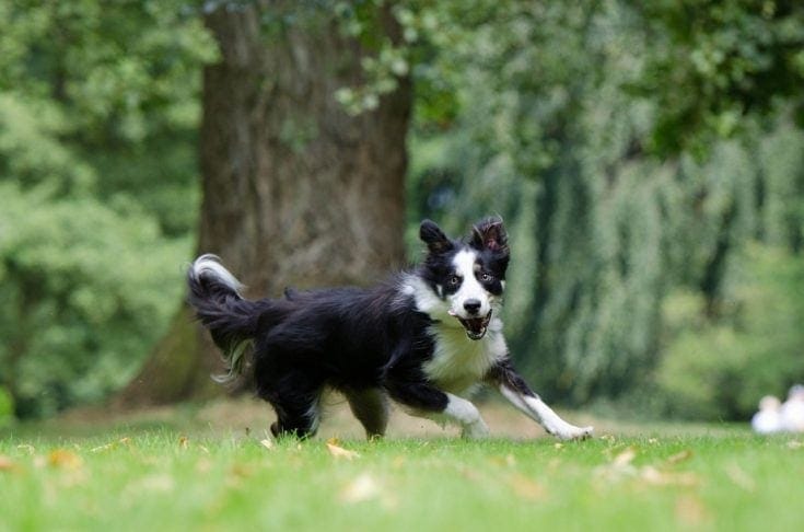 Border Collie running