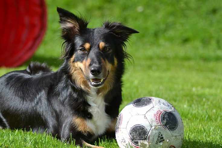 Border Collie soccer ball