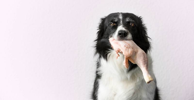 Border Collie with Raw Meat_vorakova veronika_shutterstock