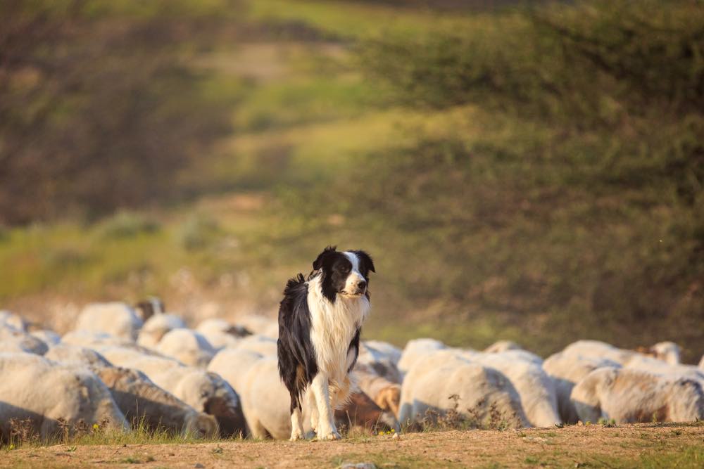 Border Collie with herd of sheep on farm