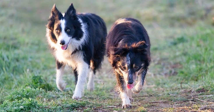 Border Collie Dog Breed Info: Facts, Traits & History – Dogster