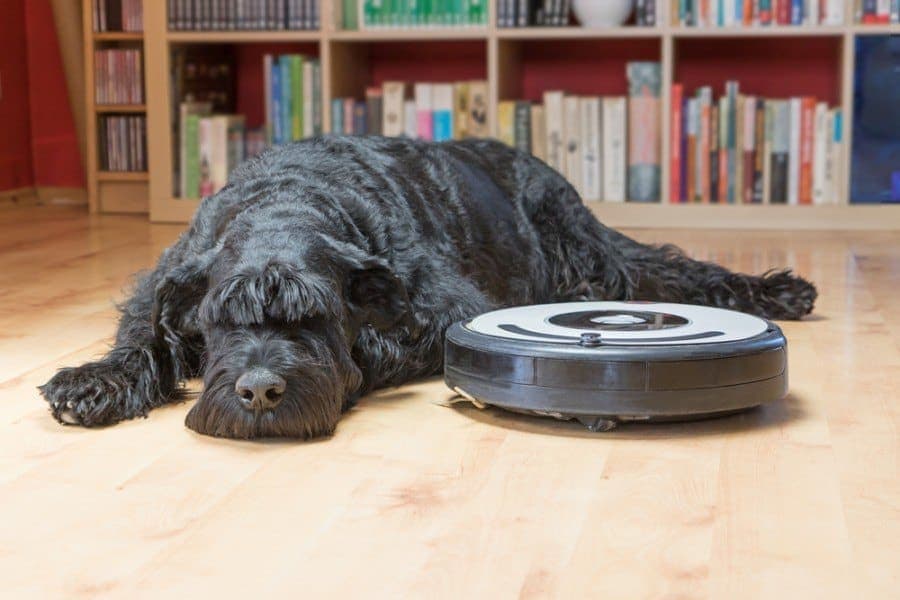 Bored Giant Black Schnauzer dog is lying next to the robotic vacuum cleaner_frank11_shutterstock