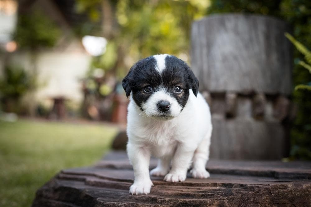 Bossi-Poo puppy poodle boston terrier