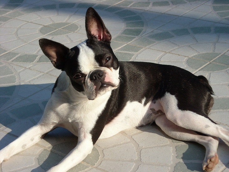 Do Boston Terriers Smell Worse Than Most Dogs? Make Them Smell Better! |  Hepper