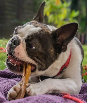 Boston Terrier Chewing