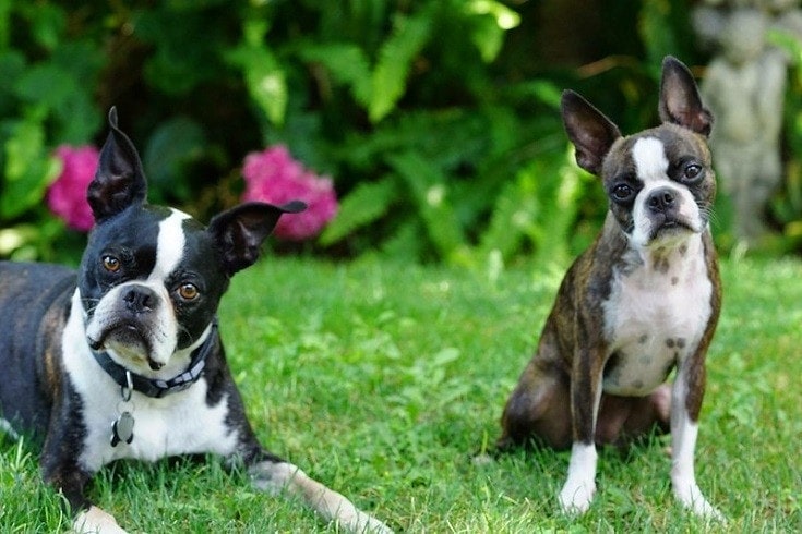 Boston Terrier Duo