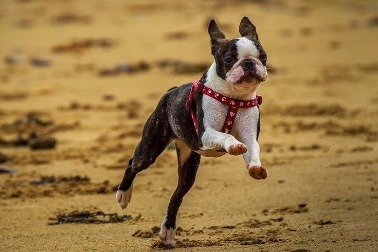 Boston Terrier Running