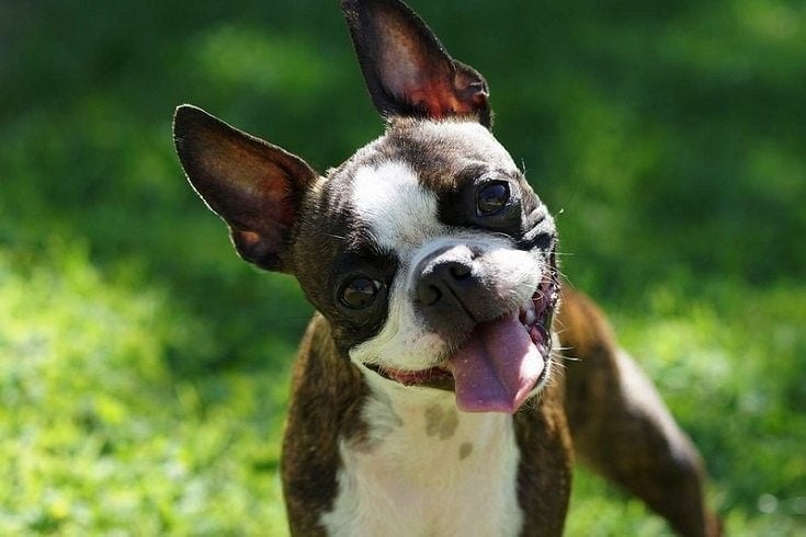 Boston Terrier brindle