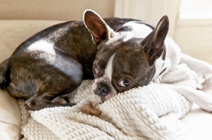 Boston Terrier on soft cloth