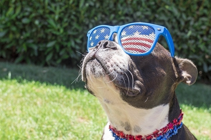 Boston Terrier wearing American Flag Sun Glasses