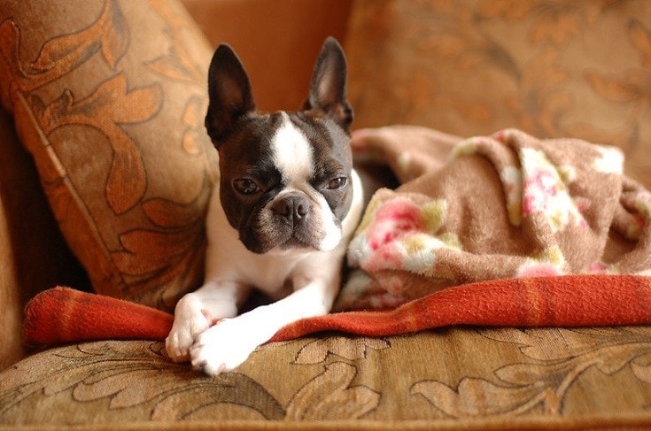 Boston Terrier with blanket