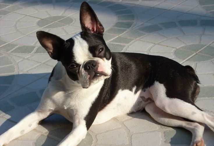 are boston terriers nervous dogs