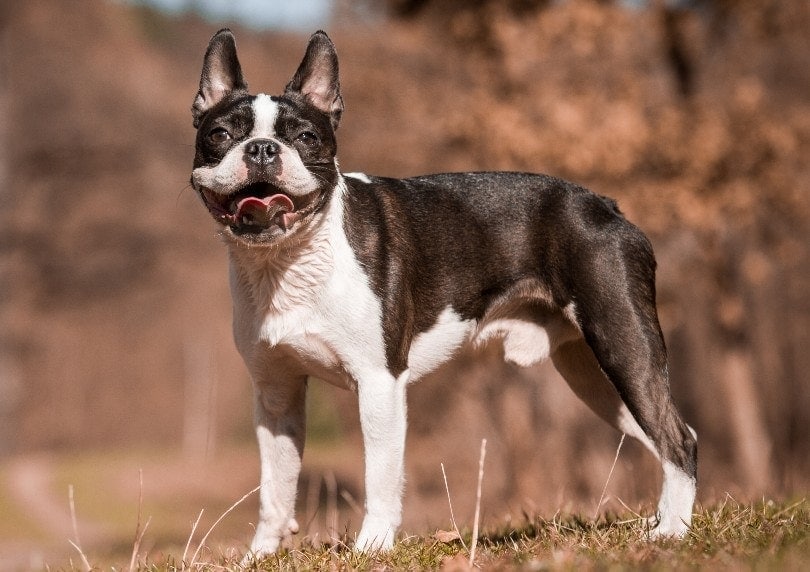 A Boston Terrier