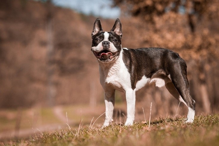 how long does it take for a boston terrier to fully grow