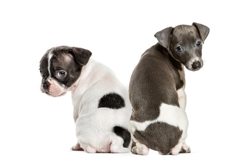 Boston terrier, Italian Greyhound puppy