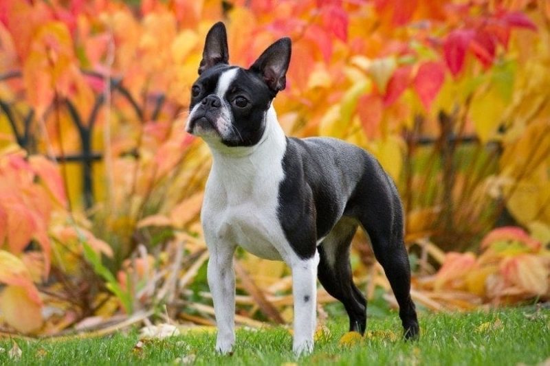 how much should a boston terrier weight at 4 months