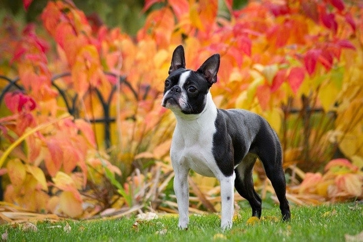 Boston terrier