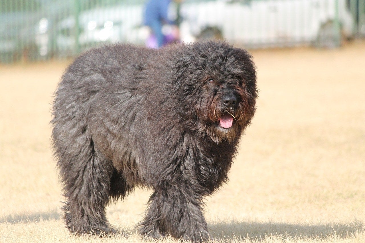 Bouvier-des-Flandres