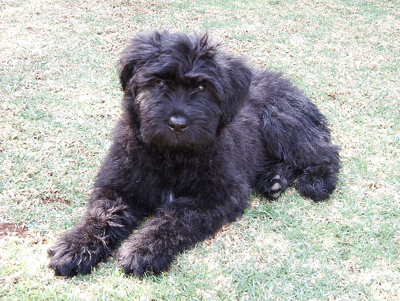Bouvier des Flandres puppy
