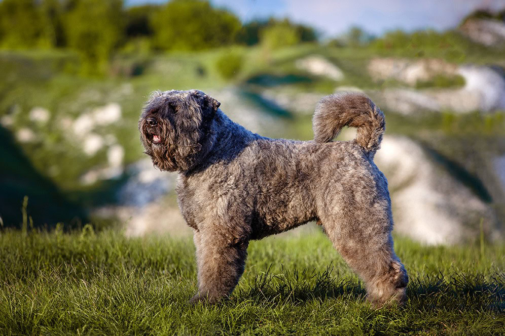 can lambs cross breed with poodles