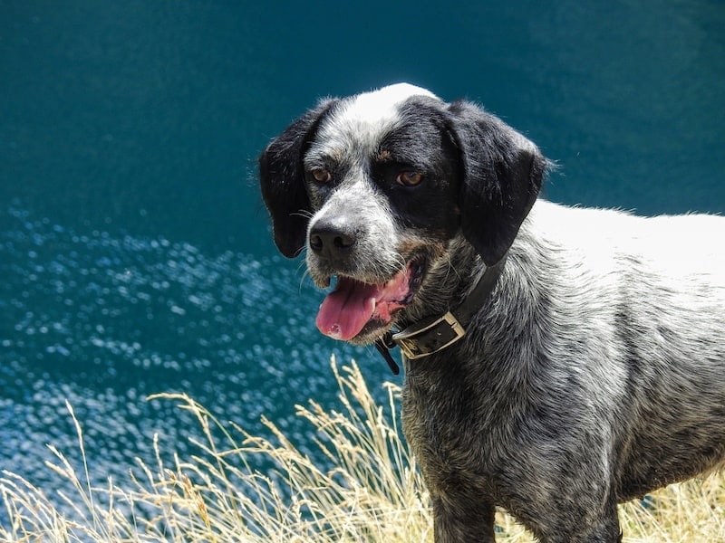 Boxapoint mixed breed dog