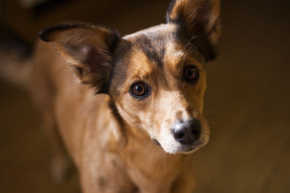 Boxer Chihuahua mixed breed