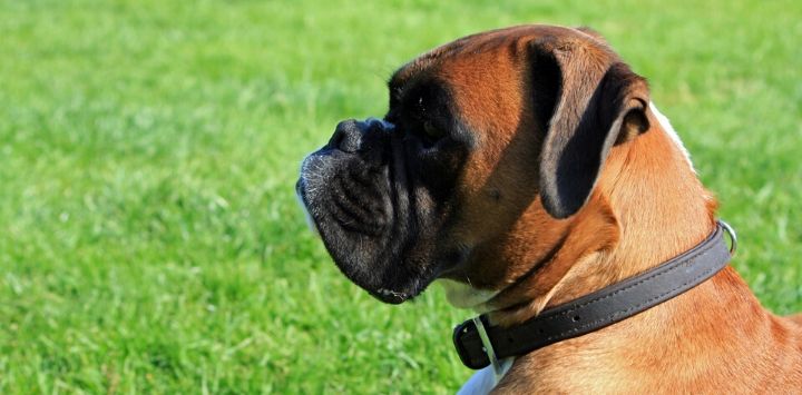 Boxer Dog, types of boxer