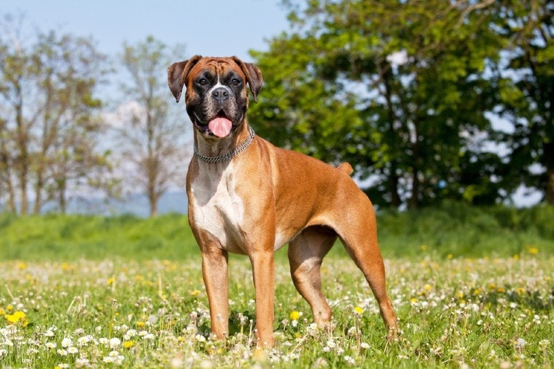 Boxer dog standing on a flower field