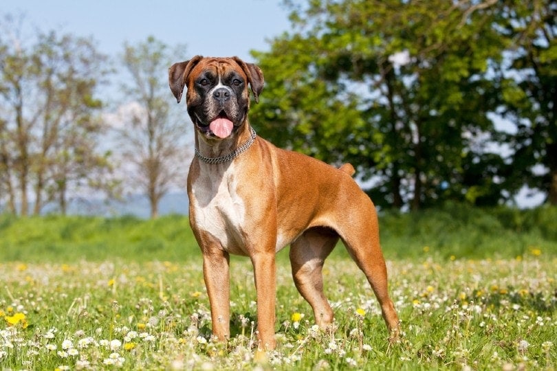 How Much Does A Boxer Cost 2025 Price Guide Hepper