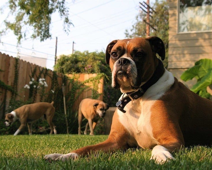 Boxer dogs