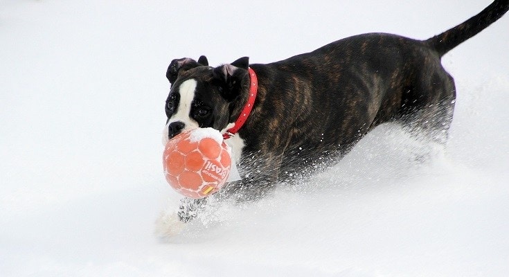 Boxer in snow