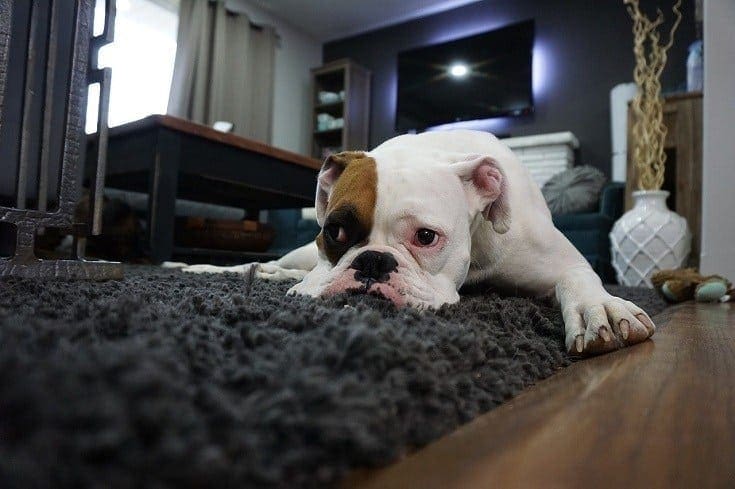 Boxer on carpet