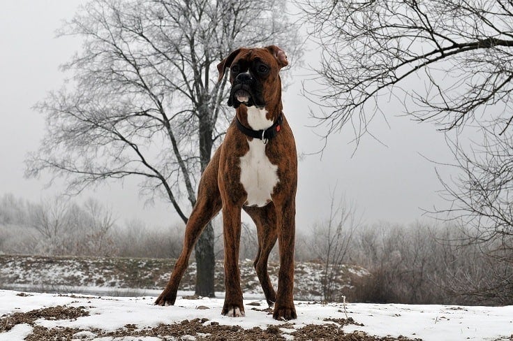 Boxer standing tall