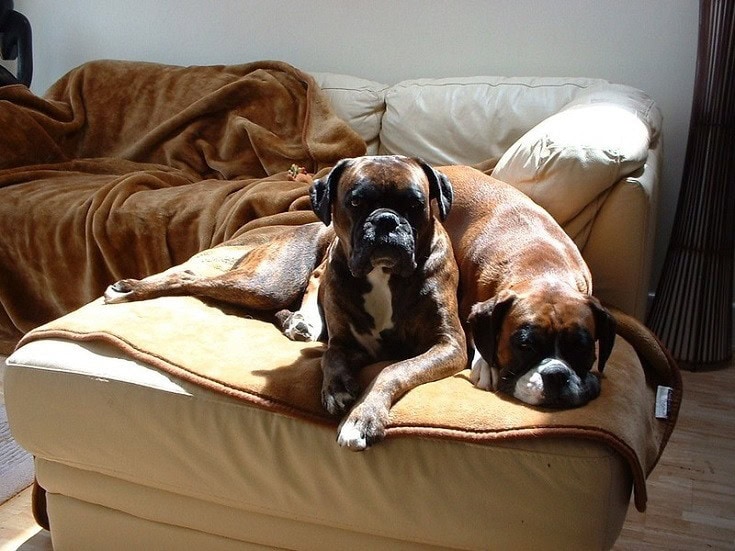 Boxers