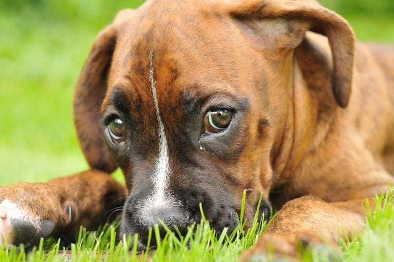 Boxspring mixed breed puppy