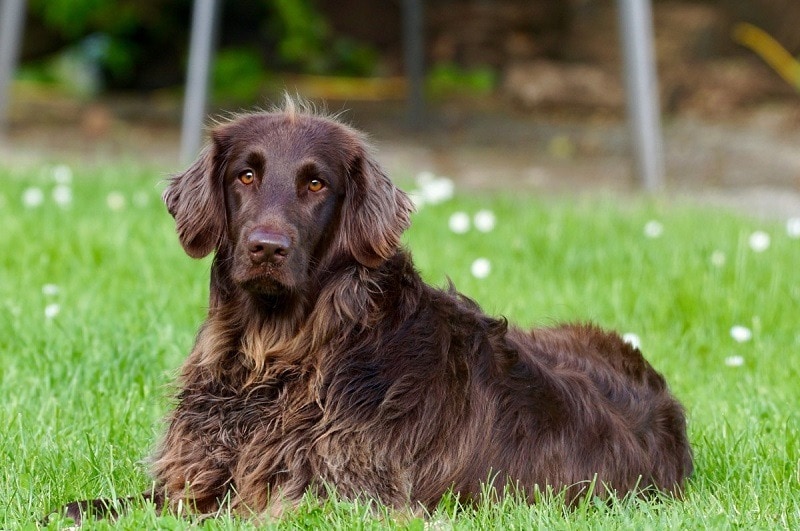 are boykin spaniels akc registered