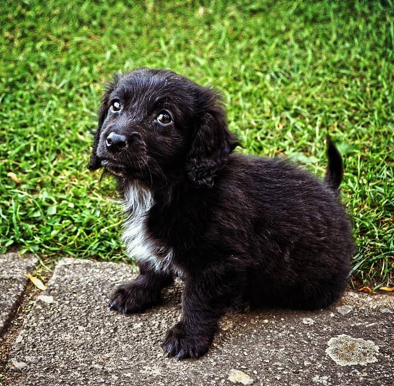 are boykin spaniels akc registered