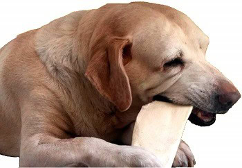 A dog chewing on a rawhide