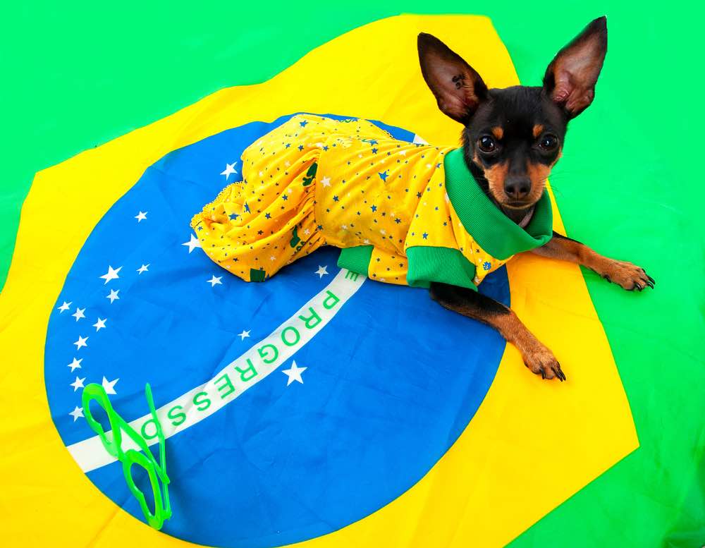 Brazilian Terrier on Brazil flag