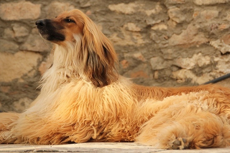 10 Dog Breeds With Long Ears With Pictures Hepper