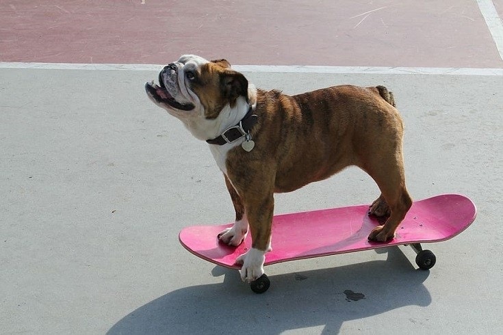Brindle English Bulldog
