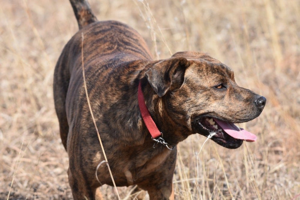 Mountain Cur Dog Breed Info Pictures Facts Traits Hepper Mountain Cur Dog Breed Info Pictures Facts Traits Hepper