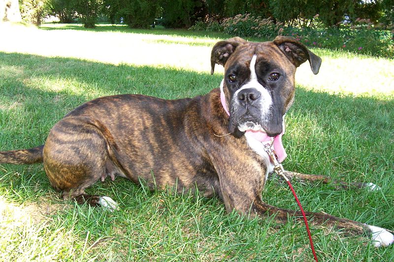 brindle boxer